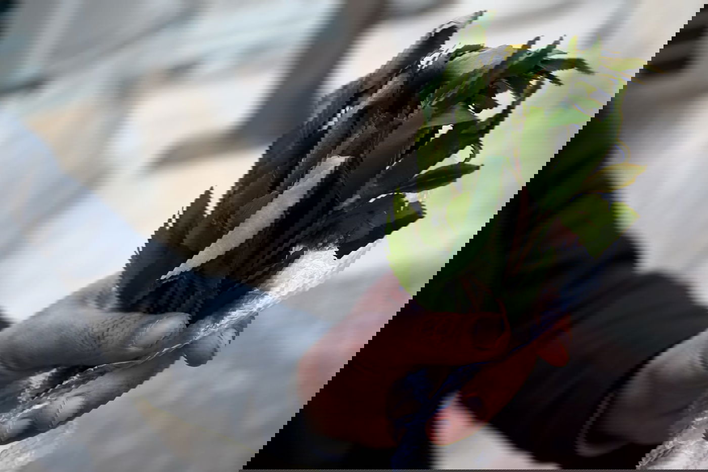 צרפת: צעיר חרדי הבריח גת ונכלא לשנתיים