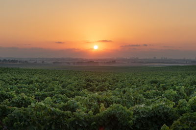 תחזית מזג האוויר: עליה נוספת בטמפרטורות