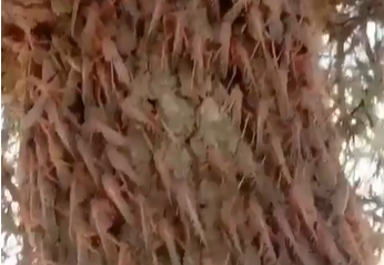 צפו: נחילי הארבה כיסו את העצים בסעודיה