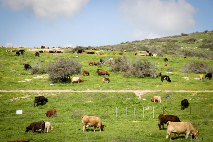 סיור מרהיב לשמורת פרחי הבר  בדרום • צפו