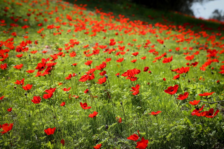 סיור מרהיב לשמורת פרחי הבר  בדרום • צפו