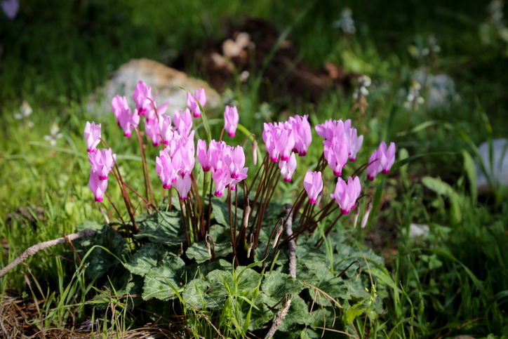 סיור מרהיב לשמורת פרחי הבר  בדרום • צפו