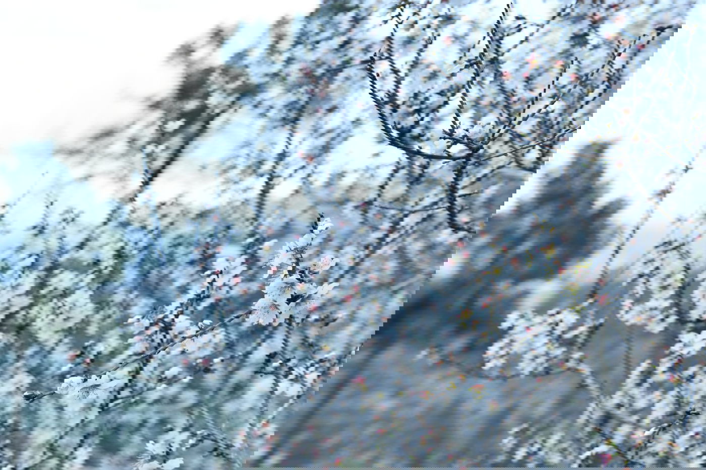 גלריית סוף חורף מיער ירושלים הפורח • צפו