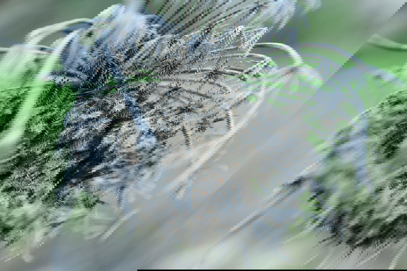 גלריית סוף חורף מיער ירושלים הפורח • צפו