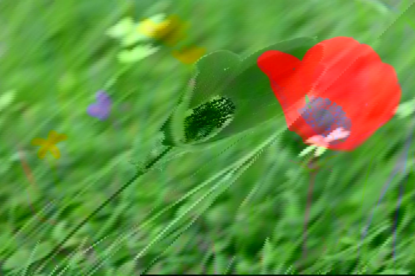 גלריית סוף חורף מיער ירושלים הפורח • צפו