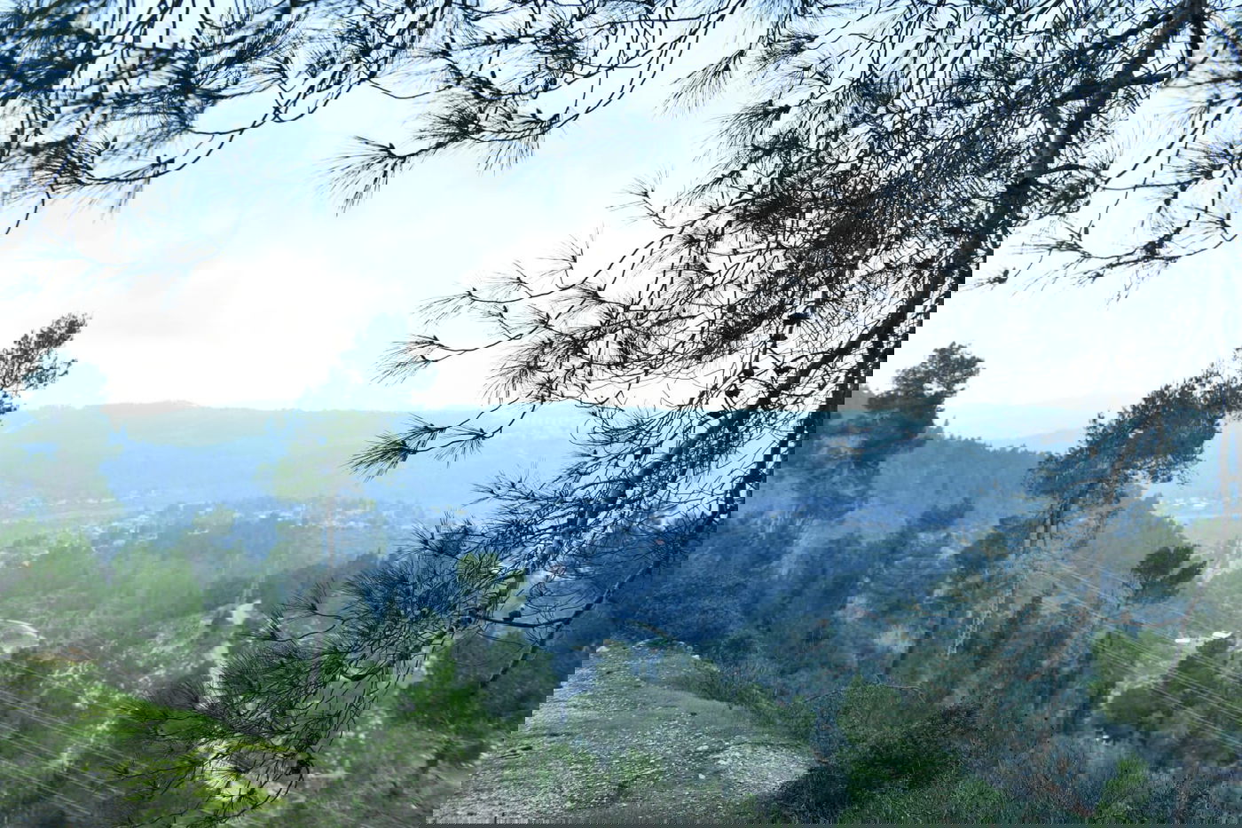 גלריית סוף חורף מיער ירושלים הפורח • צפו