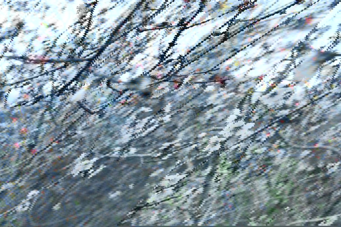 גלריית סוף חורף מיער ירושלים הפורח • צפו