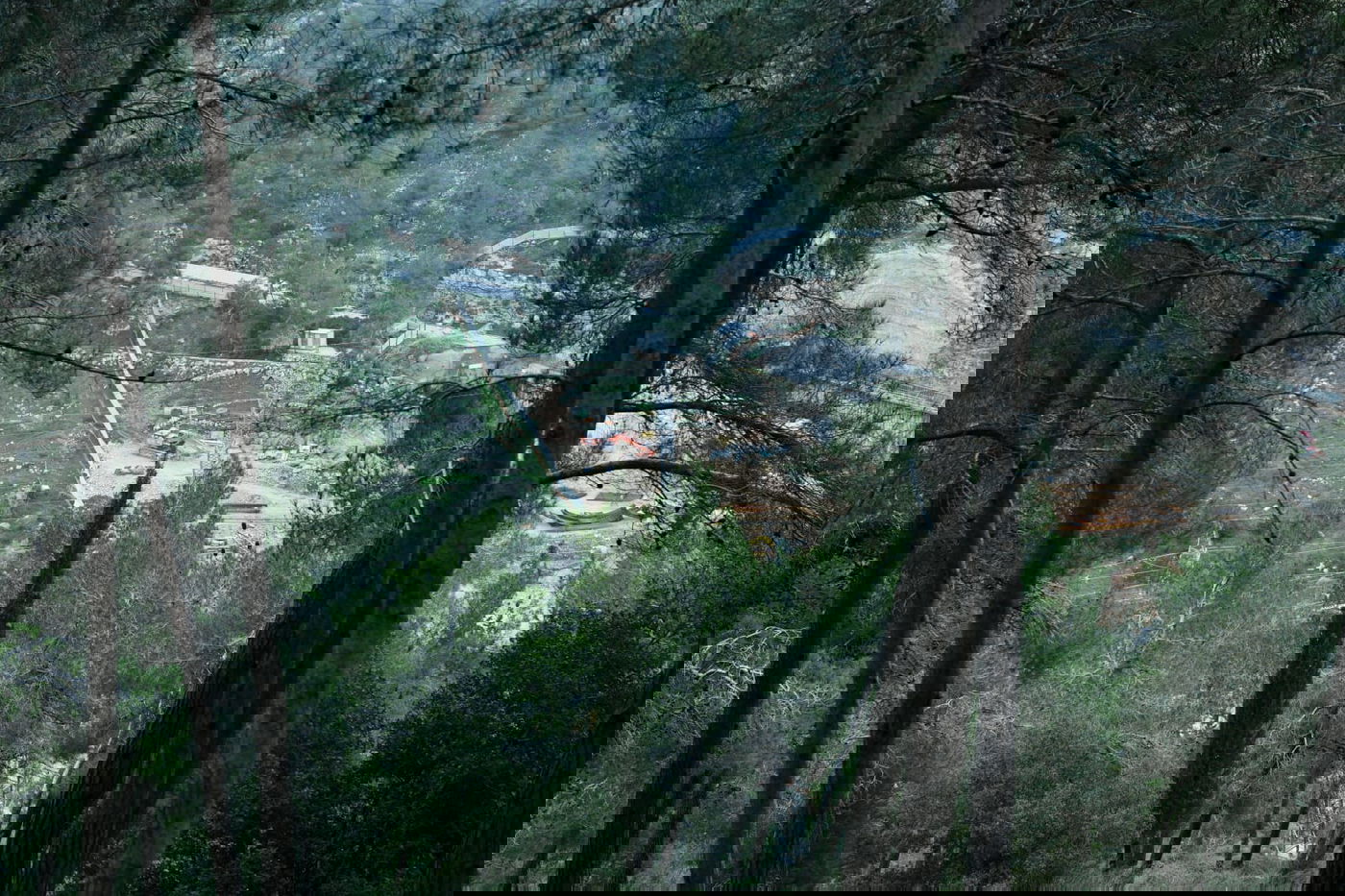 גלריית סוף חורף מיער ירושלים הפורח • צפו