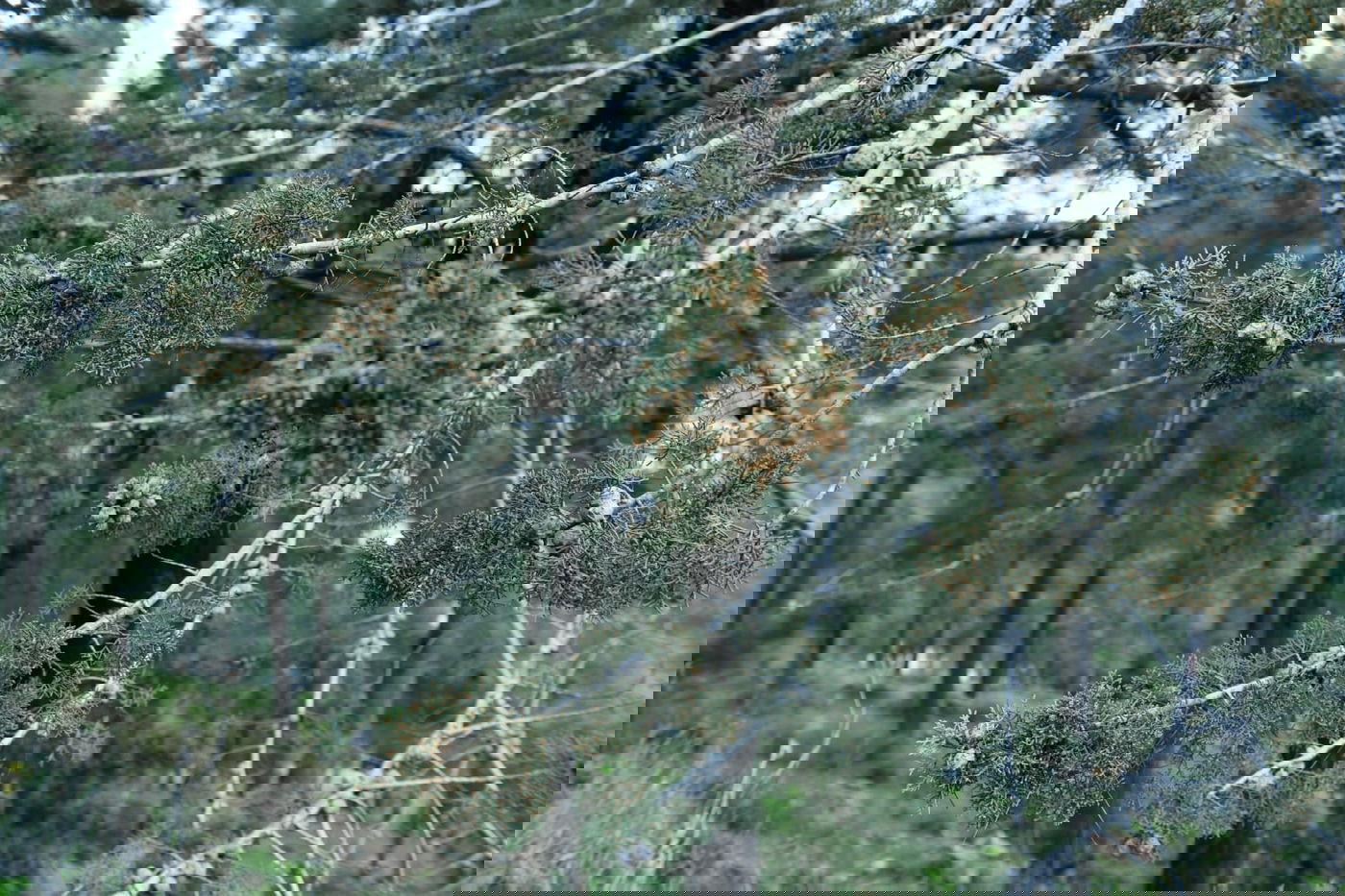 גלריית סוף חורף מיער ירושלים הפורח • צפו