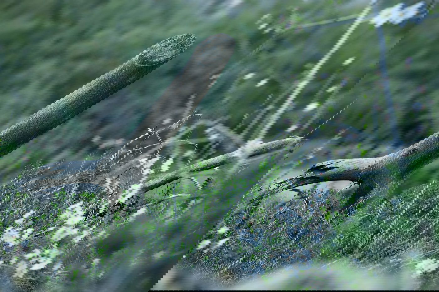 גלריית סוף חורף מיער ירושלים הפורח • צפו