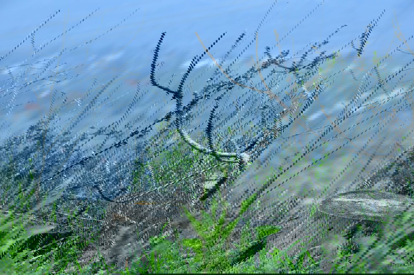 גלריית סוף חורף מיער ירושלים הפורח • צפו