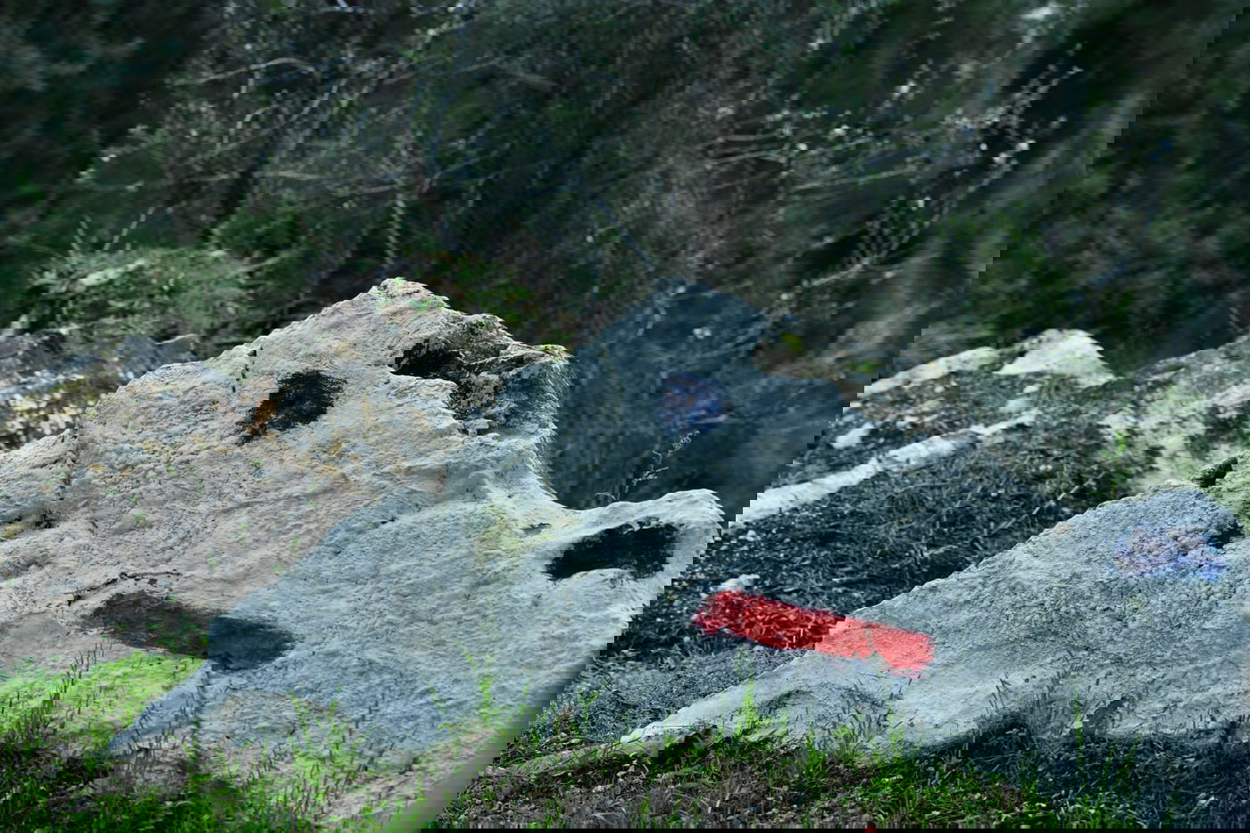 גלריית סוף חורף מיער ירושלים הפורח • צפו