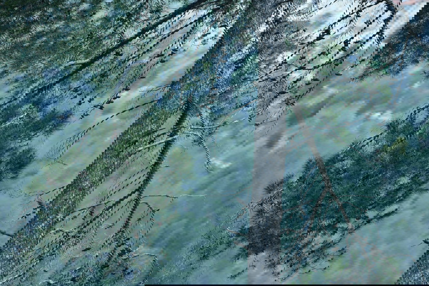 גלריית סוף חורף מיער ירושלים הפורח • צפו