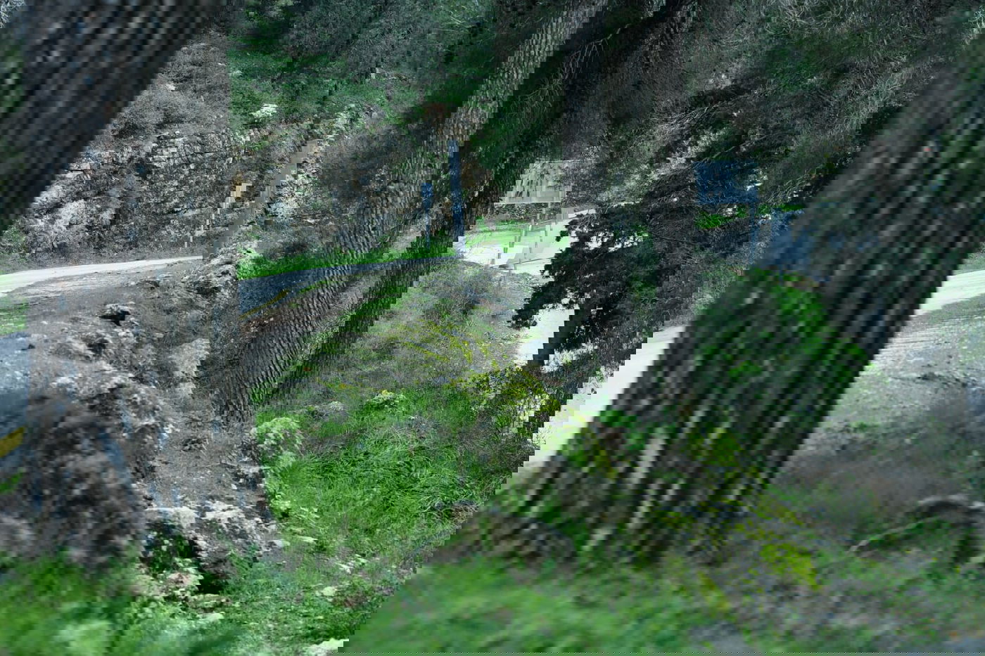 גלריית סוף חורף מיער ירושלים הפורח • צפו