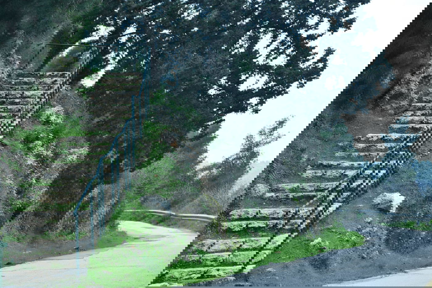 גלריית סוף חורף מיער ירושלים הפורח • צפו