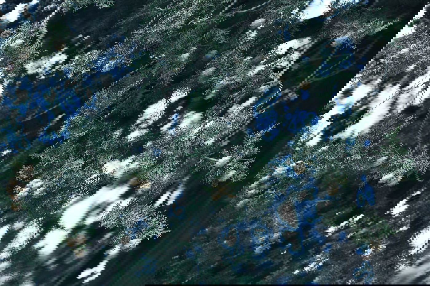 גלריית סוף חורף מיער ירושלים הפורח • צפו