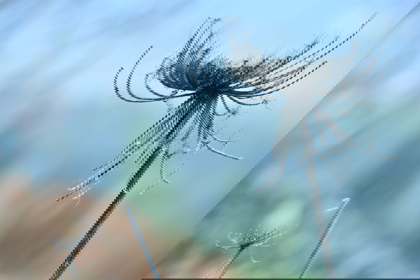 גלריית סוף חורף מיער ירושלים הפורח • צפו