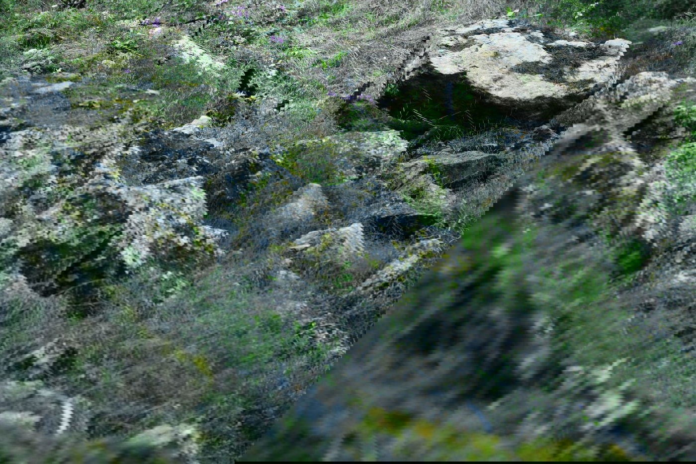 גלריית סוף חורף מיער ירושלים הפורח • צפו