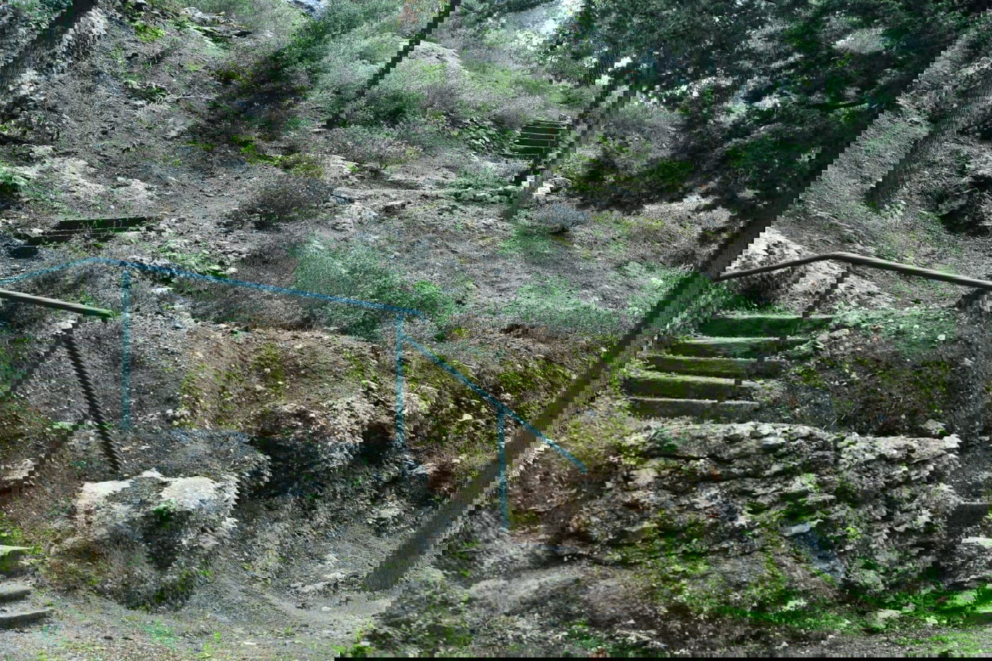 גלריית סוף חורף מיער ירושלים הפורח • צפו