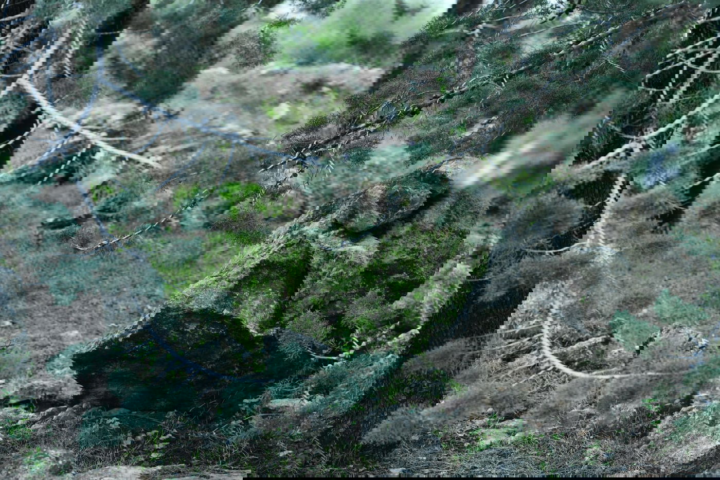 גלריית סוף חורף מיער ירושלים הפורח • צפו