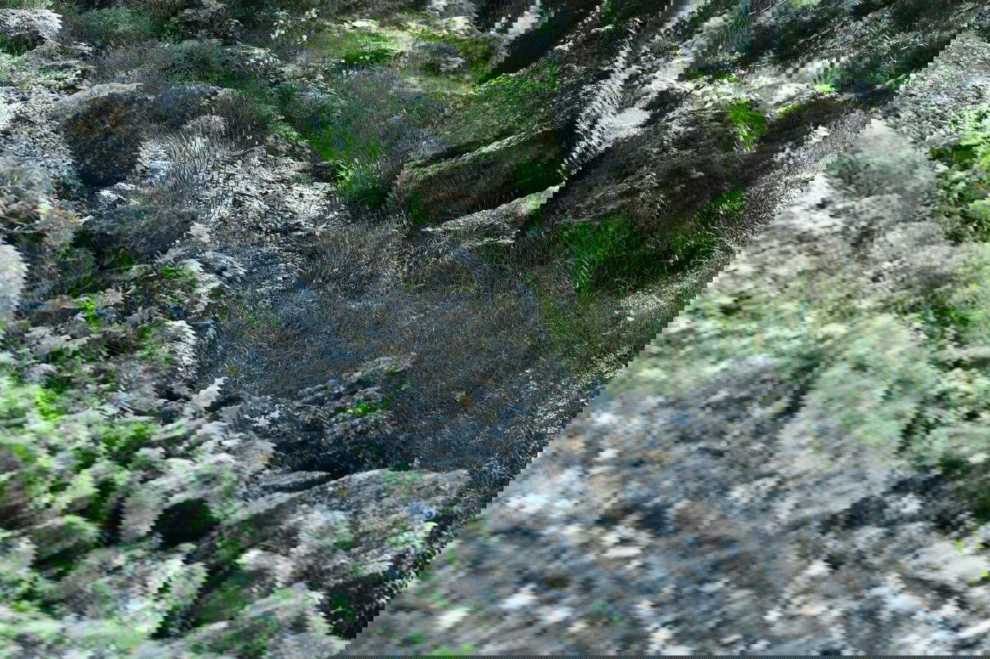 גלריית סוף חורף מיער ירושלים הפורח • צפו