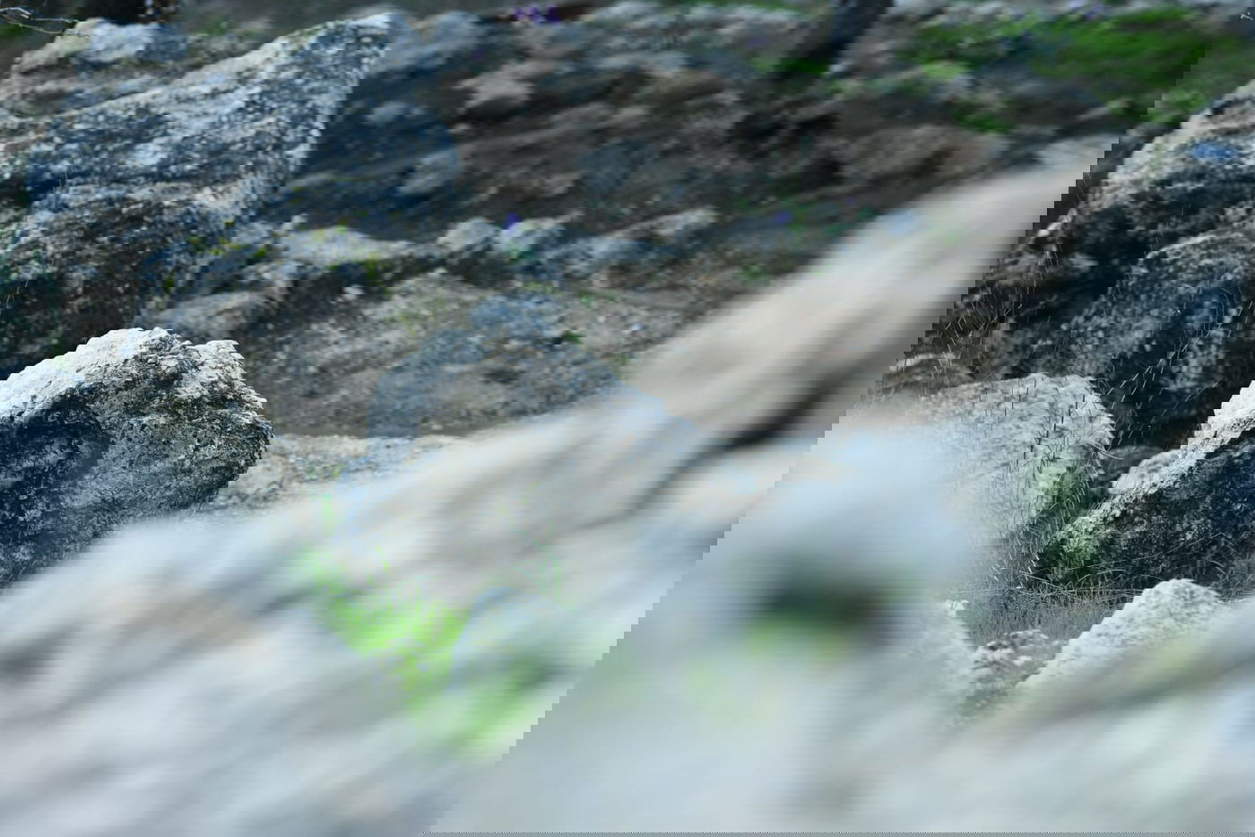 גלריית סוף חורף מיער ירושלים הפורח • צפו