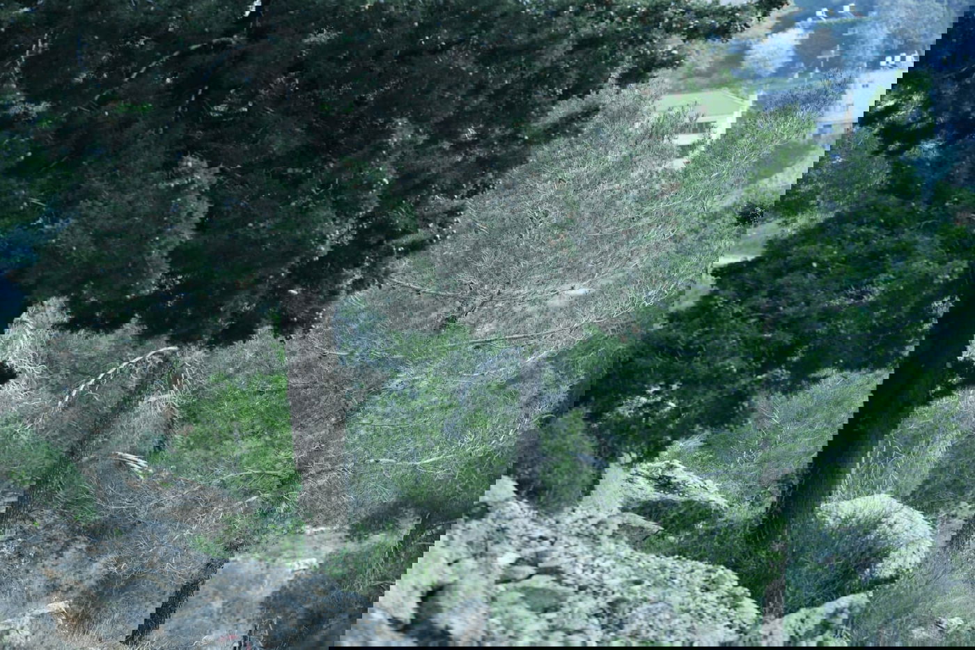 גלריית סוף חורף מיער ירושלים הפורח • צפו