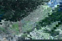 יער ירושלים, אילוסטרציה