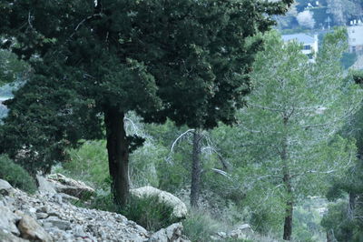 יער ירושלים, אילוסטרציה