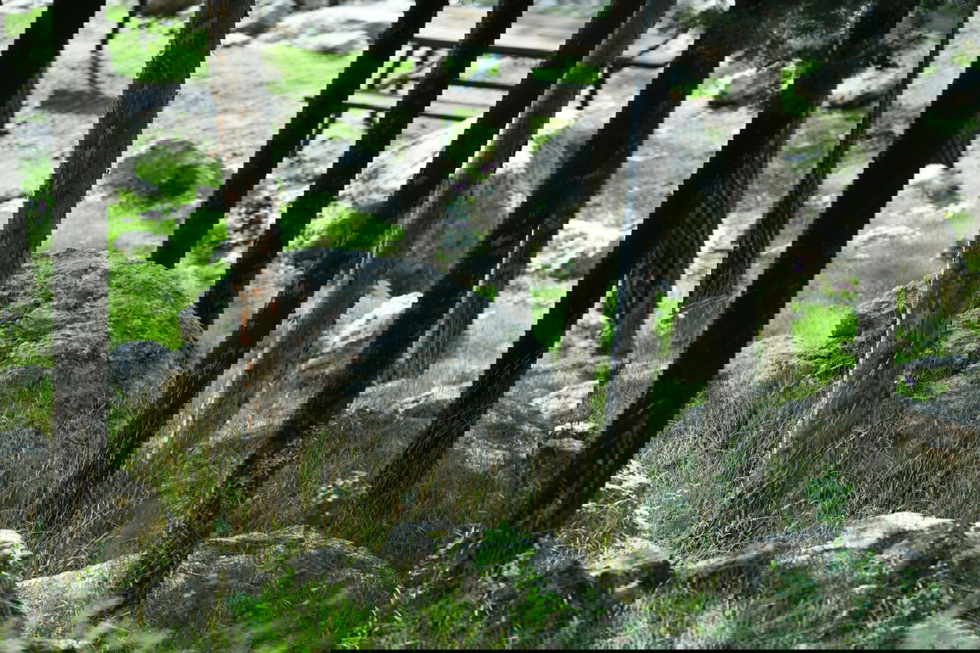 גלריית סוף חורף מיער ירושלים הפורח • צפו