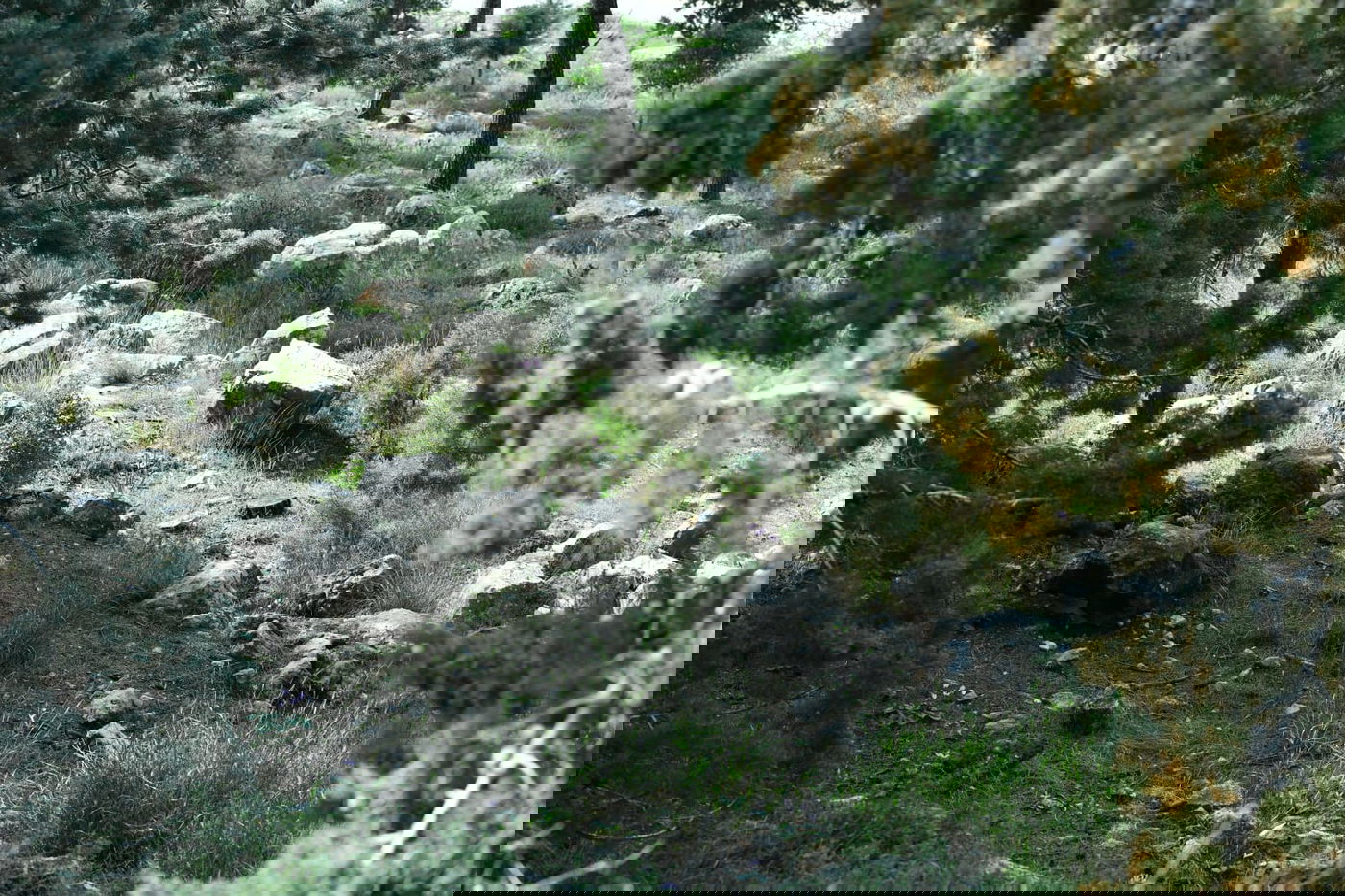 גלריית סוף חורף מיער ירושלים הפורח • צפו