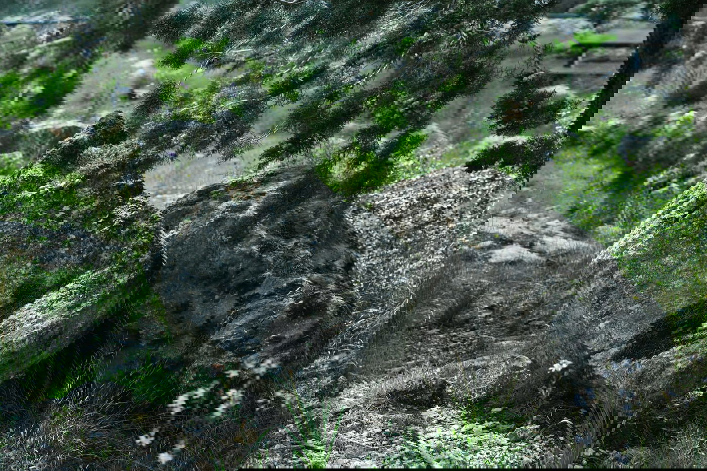 גלריית סוף חורף מיער ירושלים הפורח • צפו