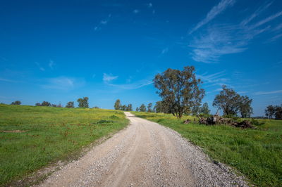 יער בארי בנגב