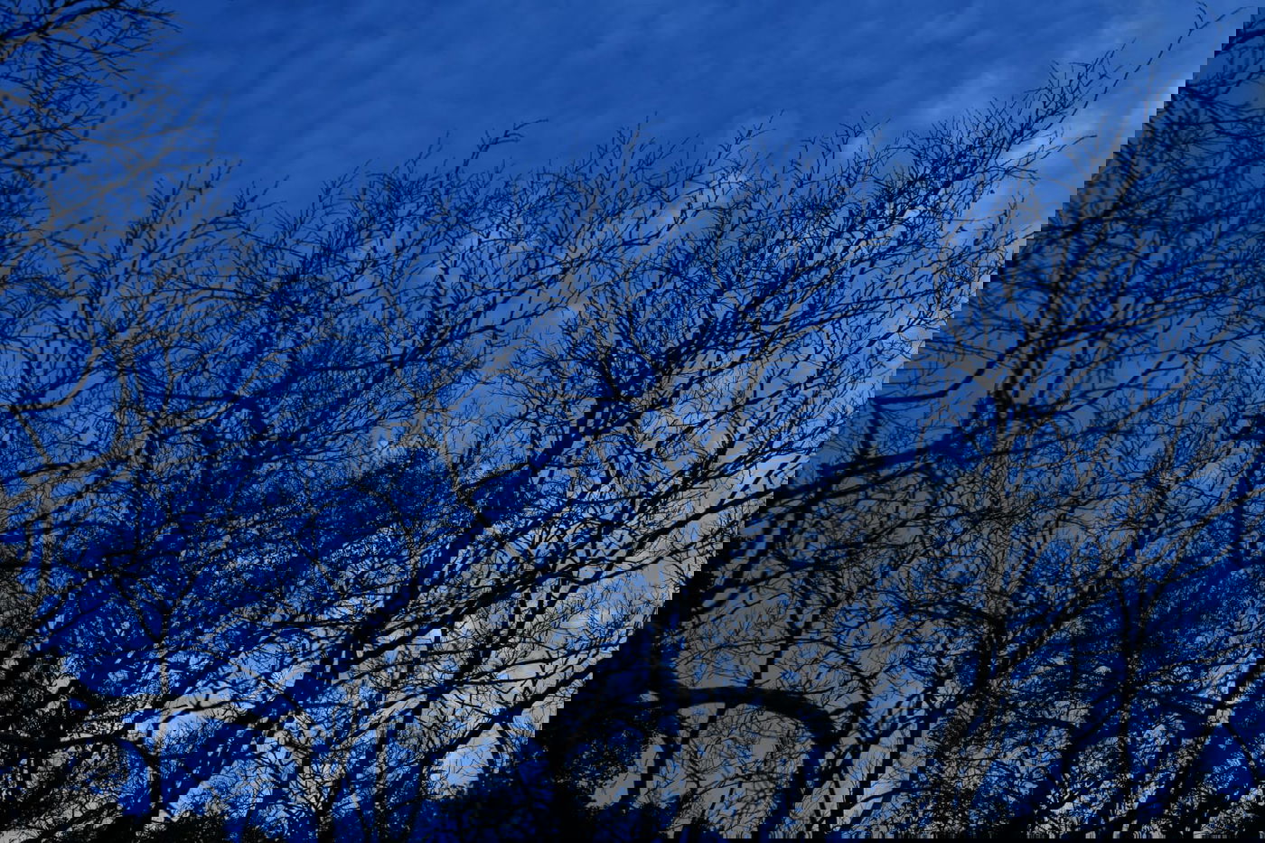 סיור ל"גני יהושע" דרך עדשת המצלמה •  צפו