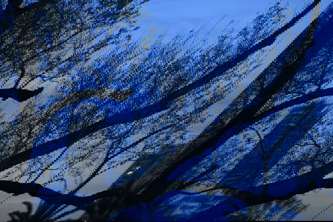 סיור ל"גני יהושע" דרך עדשת המצלמה •  צפו