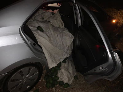 מאות ק"ג אבוקדו גנוב נתפסו לאחר מרדף