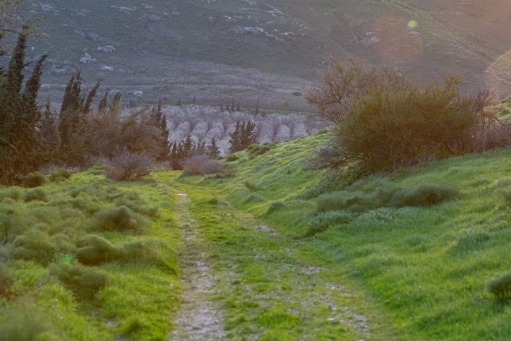 פריחה ברמת הגולן