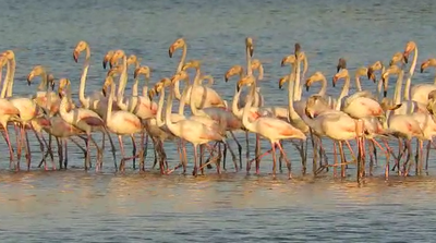 תיעוד מרהיב: הפלמינגו צועדים באגמון החולה