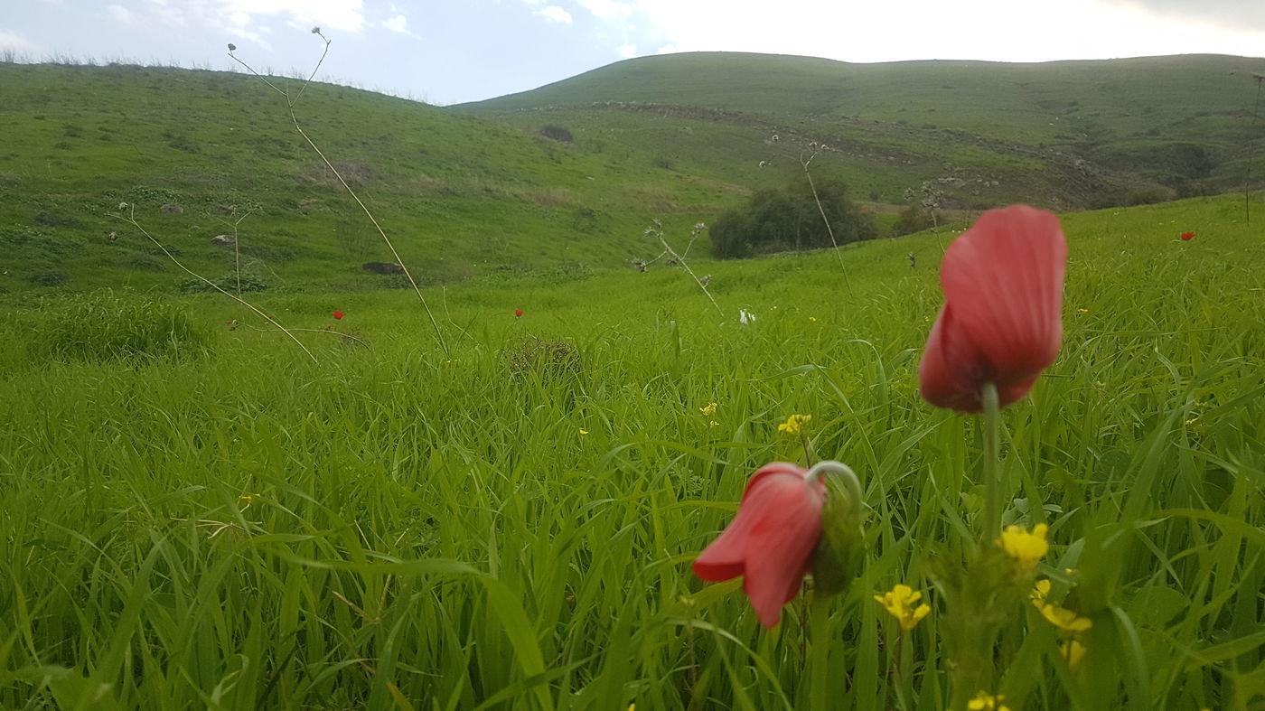 גלריית סוף חורף פורחת ומרהיבה במיוחד
