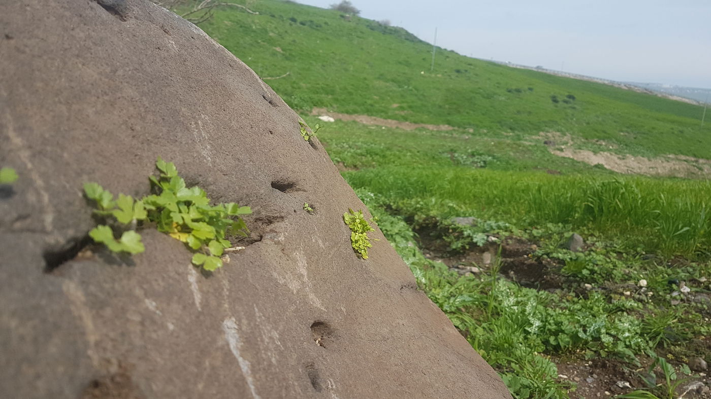 גלריית סוף חורף פורחת ומרהיבה במיוחד