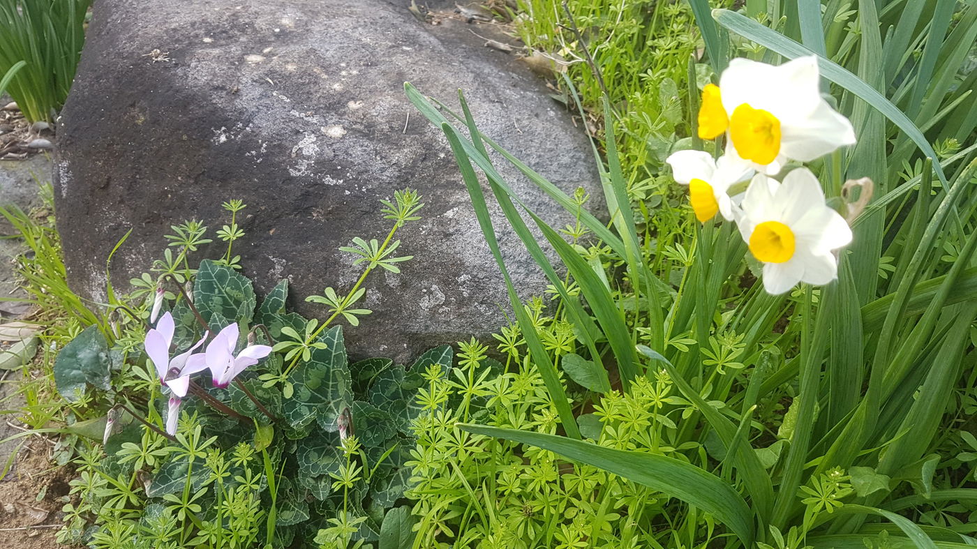 גלריית סוף חורף פורחת ומרהיבה במיוחד