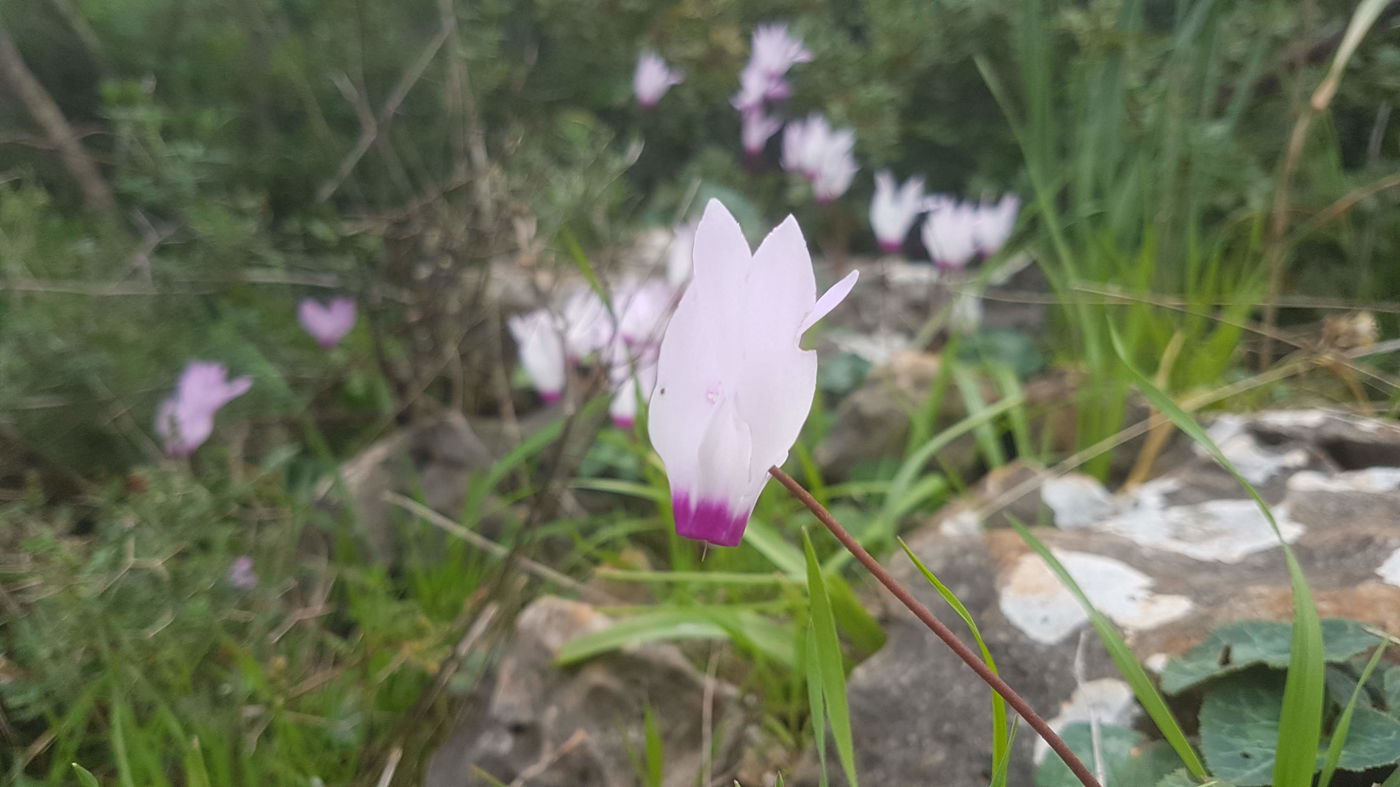 גלריית סוף חורף פורחת ומרהיבה במיוחד