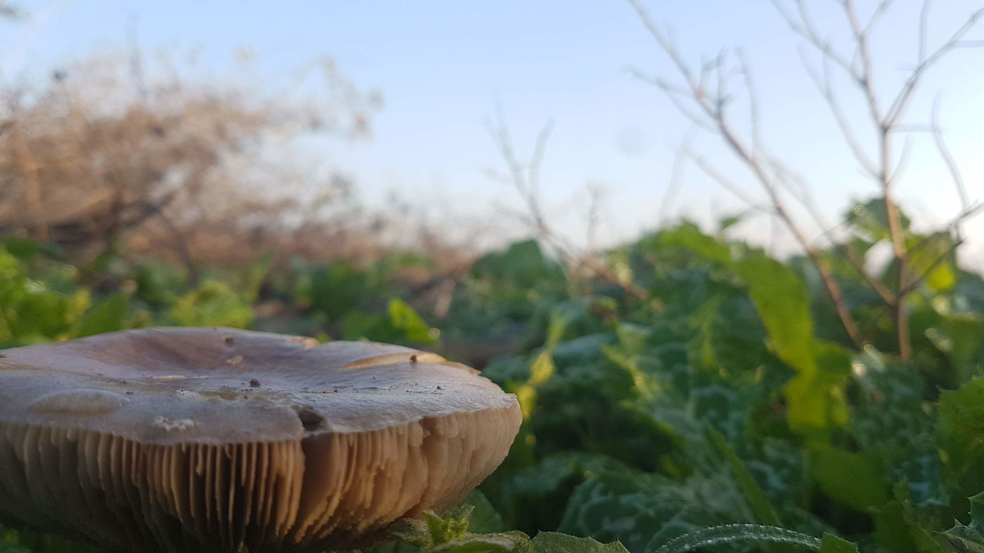 גלריית סוף חורף פורחת ומרהיבה במיוחד