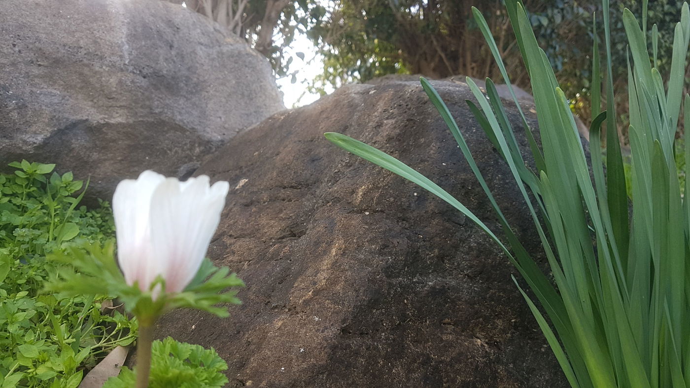 גלריית סוף חורף פורחת ומרהיבה במיוחד