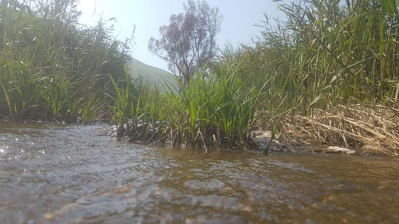גלריית סוף חורף פורחת ומרהיבה במיוחד
