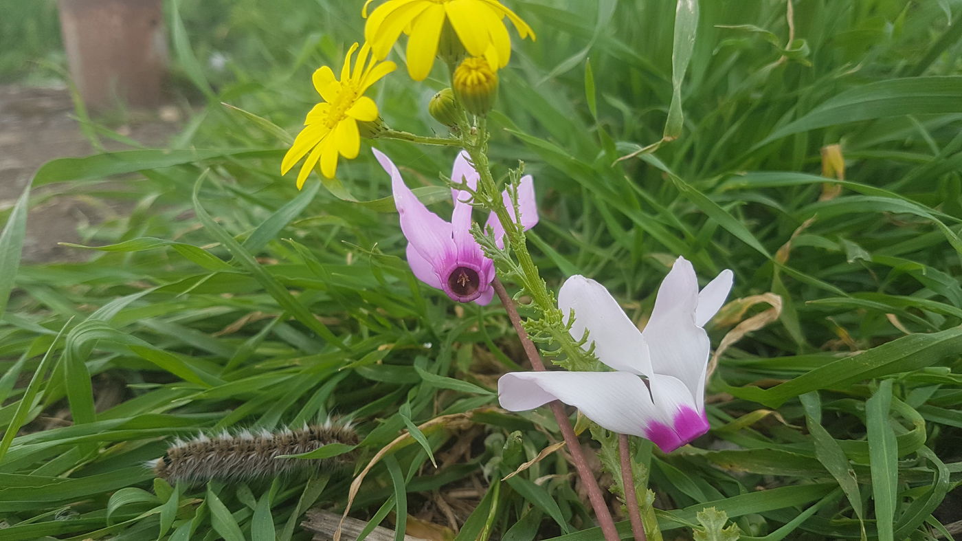 גלריית סוף חורף פורחת ומרהיבה במיוחד