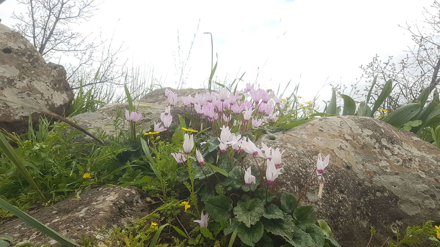 גלריית סוף חורף פורחת ומרהיבה במיוחד