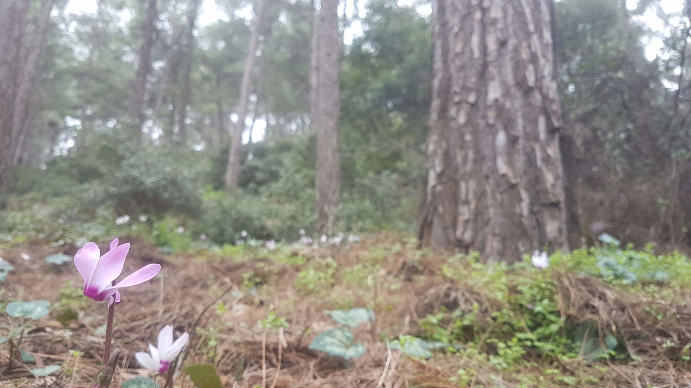 גלריית סוף חורף פורחת ומרהיבה במיוחד