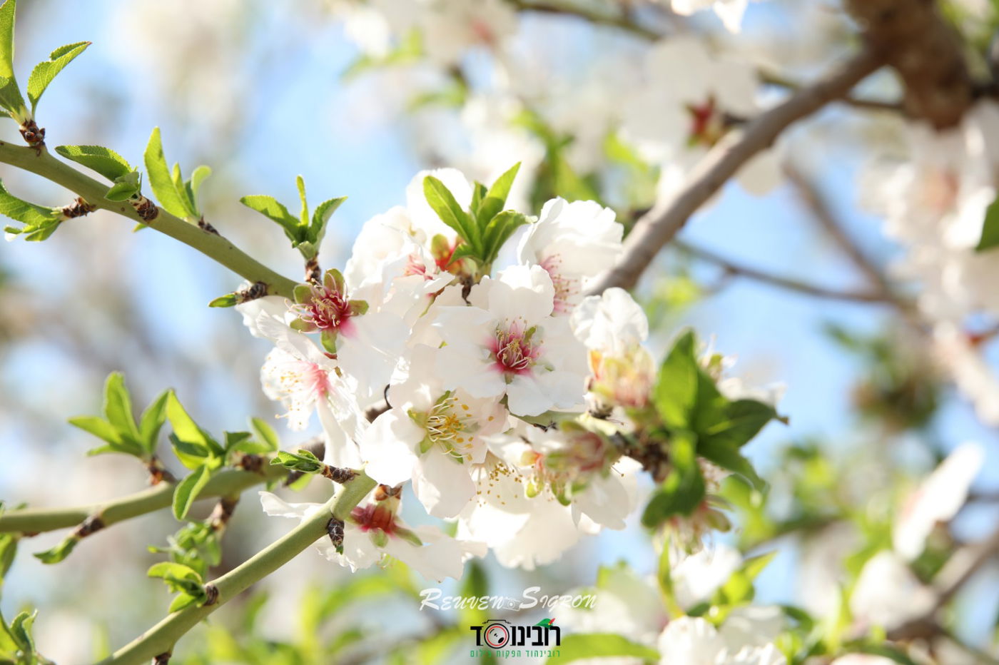 השקדיה פורחת: גלריית אביב מלאה בלבן