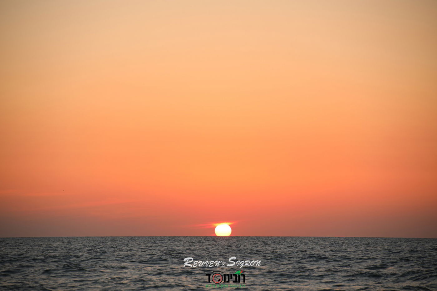 השקדיה פורחת: גלריית אביב מלאה בלבן